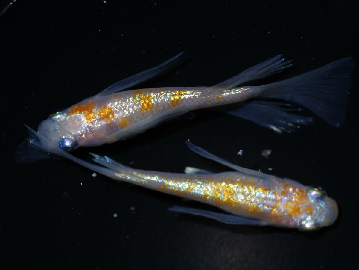 《JAPANリアルロングフィン》1ペア 現物出品 めだか メダカ屋ジャッジ J4拍卖