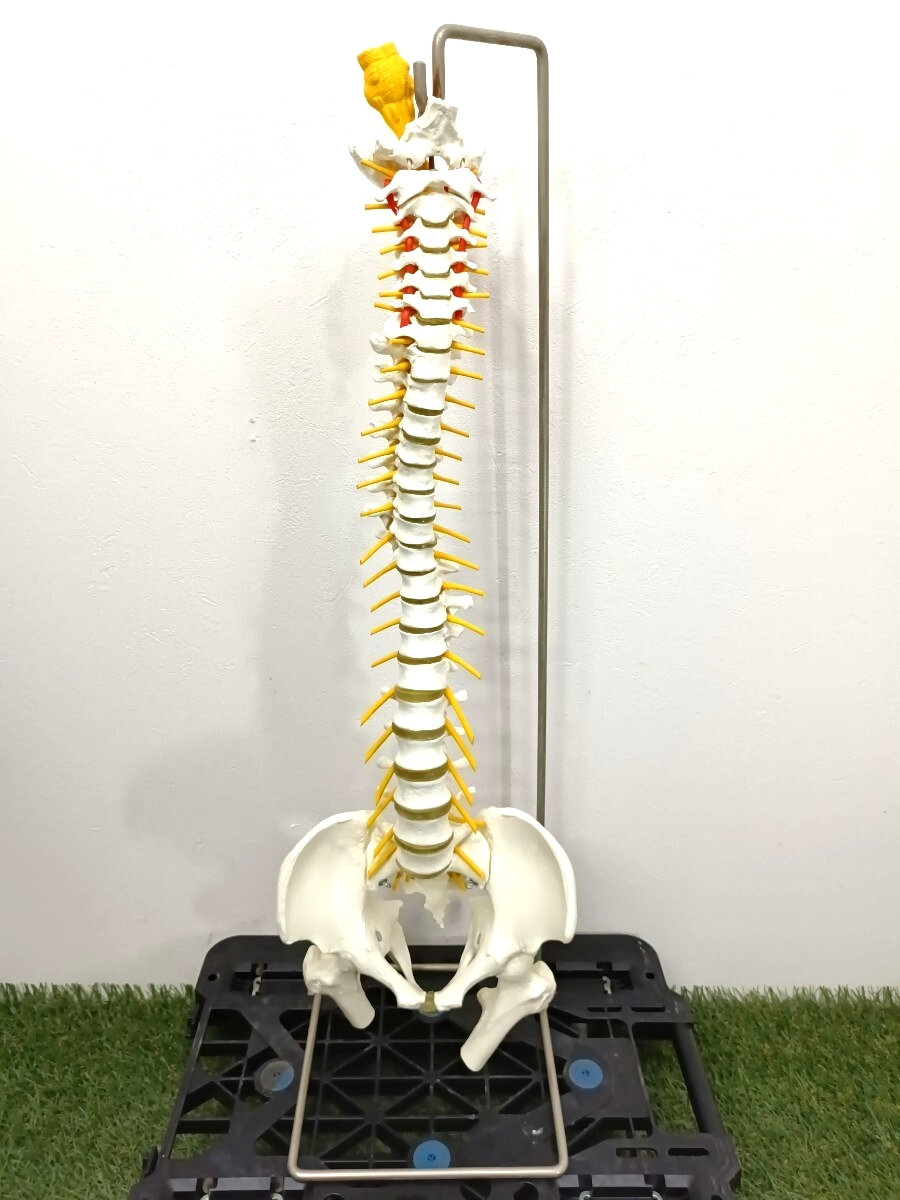 人体模型 脊髄模型 模型骨盤 骨格模型 模型 関節 スタンド付 5026拍卖