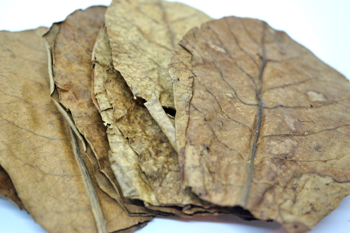 A級品 インドネシア産 マジックリーフ 10枚 アーモンドリーフ ブラックウォーター拍卖