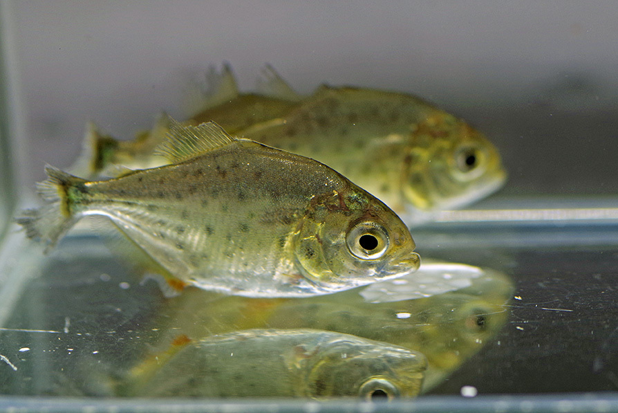 ピラニア・ナッテリー 2cm前後のベビー 5匹拍卖