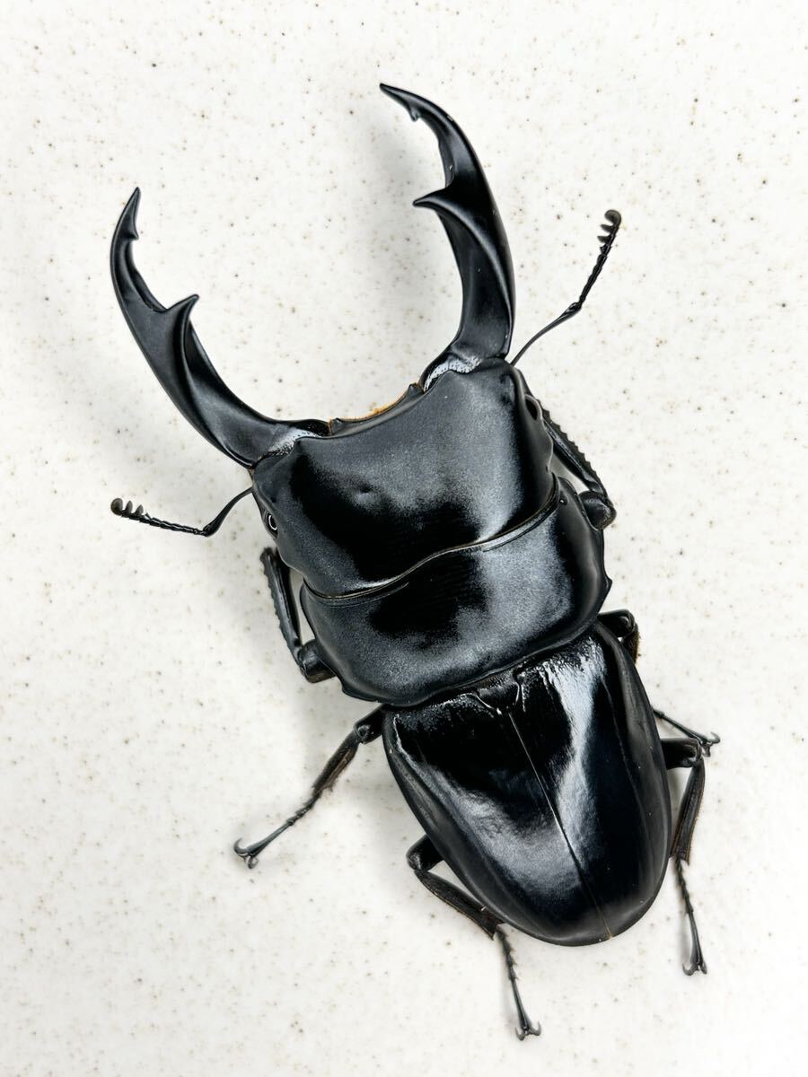 スラウェシパリーオオクワガタ パロロパル産 ♂74.2ミリ CBF1ペア拍卖