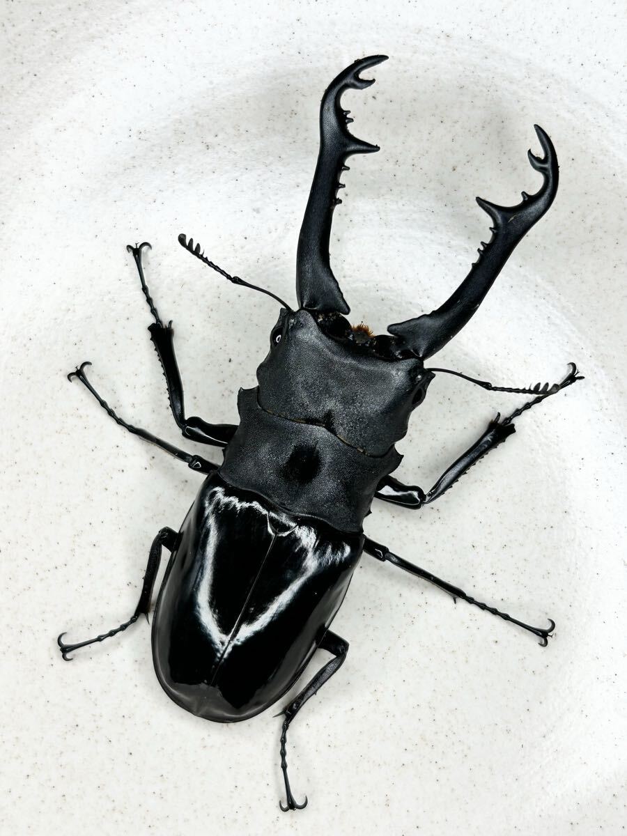 【稀少種】ニシカワイギラファノコギリクワガタ サンギール島産 ♂100.3ミリ WF3ペア拍卖