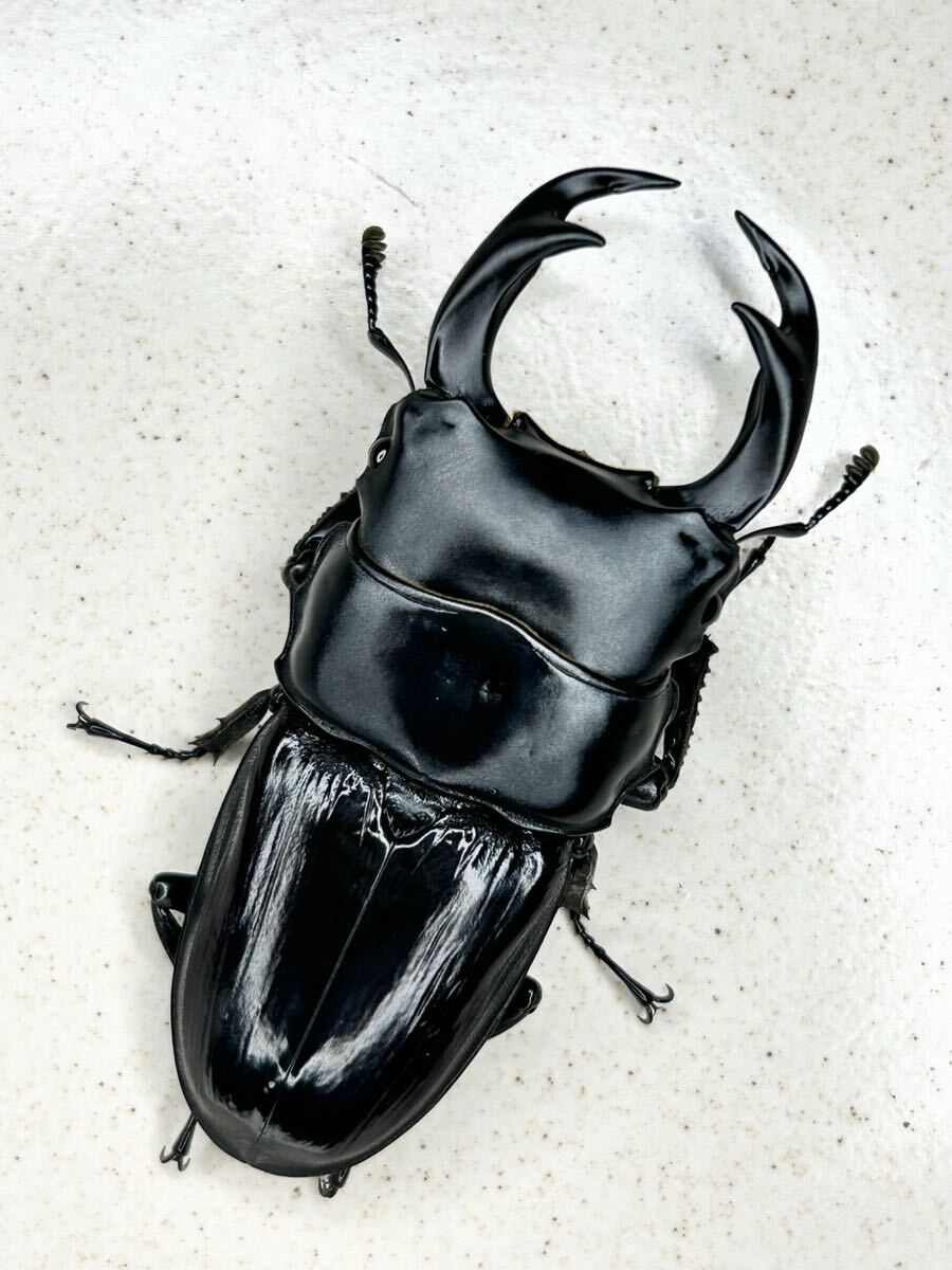 インドクルビデンスオオクワガタ ウエストベンガル州グームパハロ産 ♂71.0ミリ WF3ペア拍卖