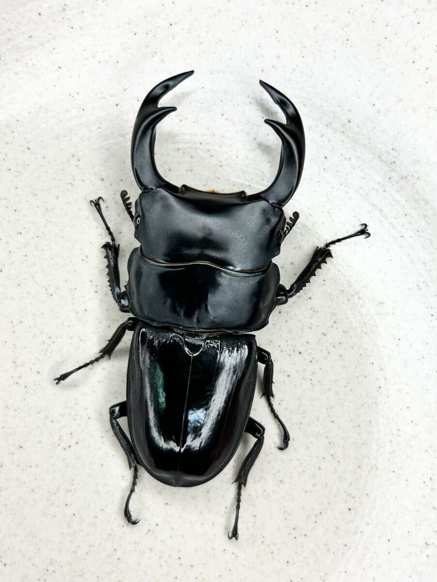 インドクルビデンスオオクワガタ ウエストベンガル州アルガーラ産 ♂69.1ミリ WF3ペア拍卖