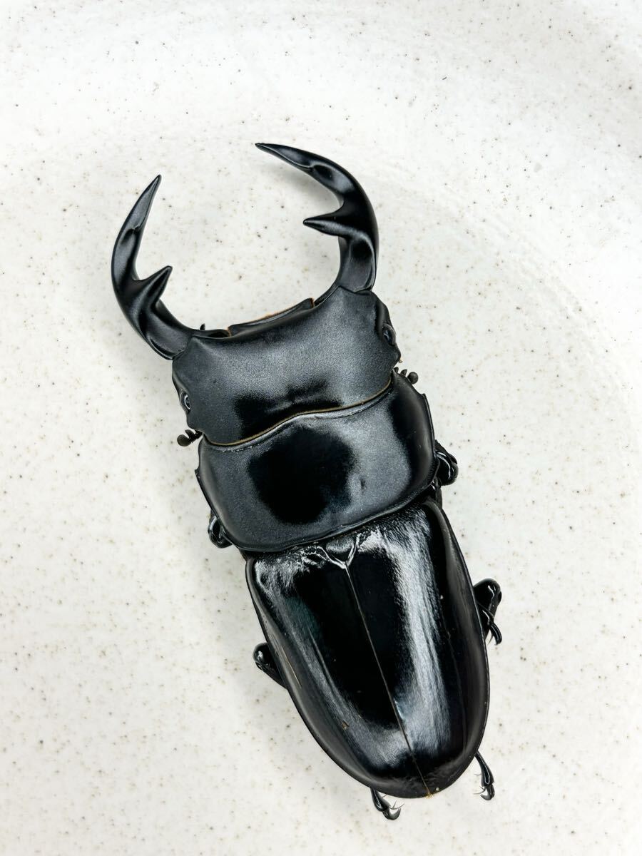 ラオスグランディスオオクワガタ サムヌア産 ♂71.2ミリ WF5ペア拍卖