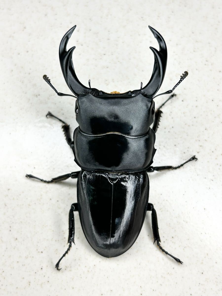 西ジャワパリーオオクワガタ 西ジャワ州スカブミMt.ハリムン産 ♂63.5ミリ WF2ペア拍卖