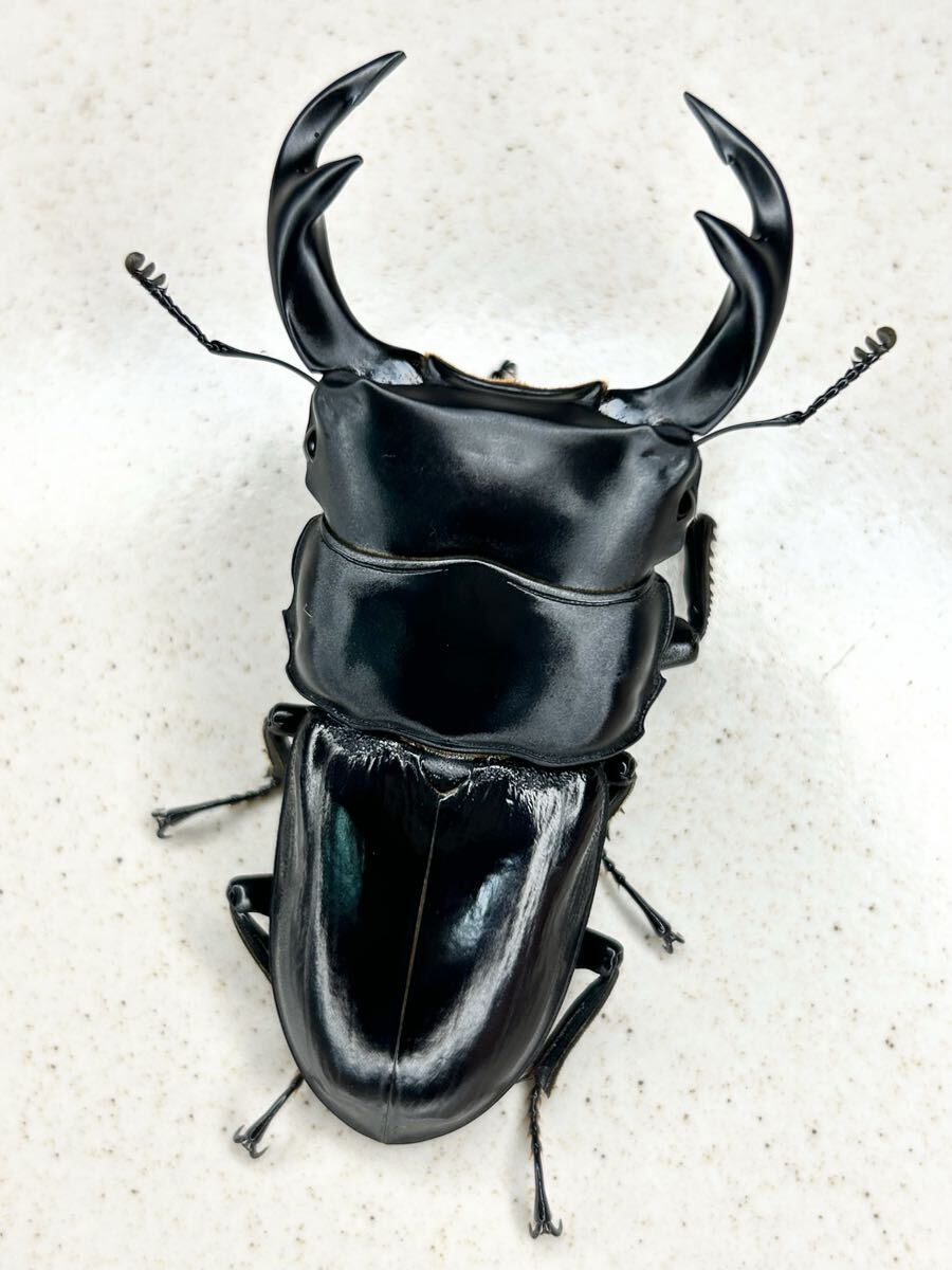 【レコード血統】タイクルビデンスオオクワガタ ドイサケット産 ♂72.6ミリ CBF1ペア拍卖