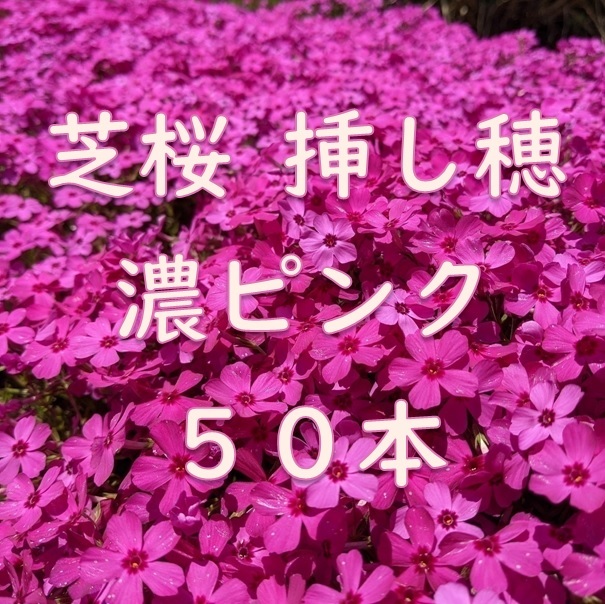芝桜 挿し穂用カット苗 50本 6~8cm 濃いピンク◆シバザクラ 耐寒性◎ 多年草宿根草 常緑 グランドカバー 園芸 ガーデニング 挿し木拍卖