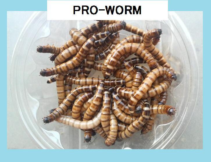 MLサイズ4~5cm◆通常便◆ジャイアントミルワーム◆500g※商品説明欄必読拍卖