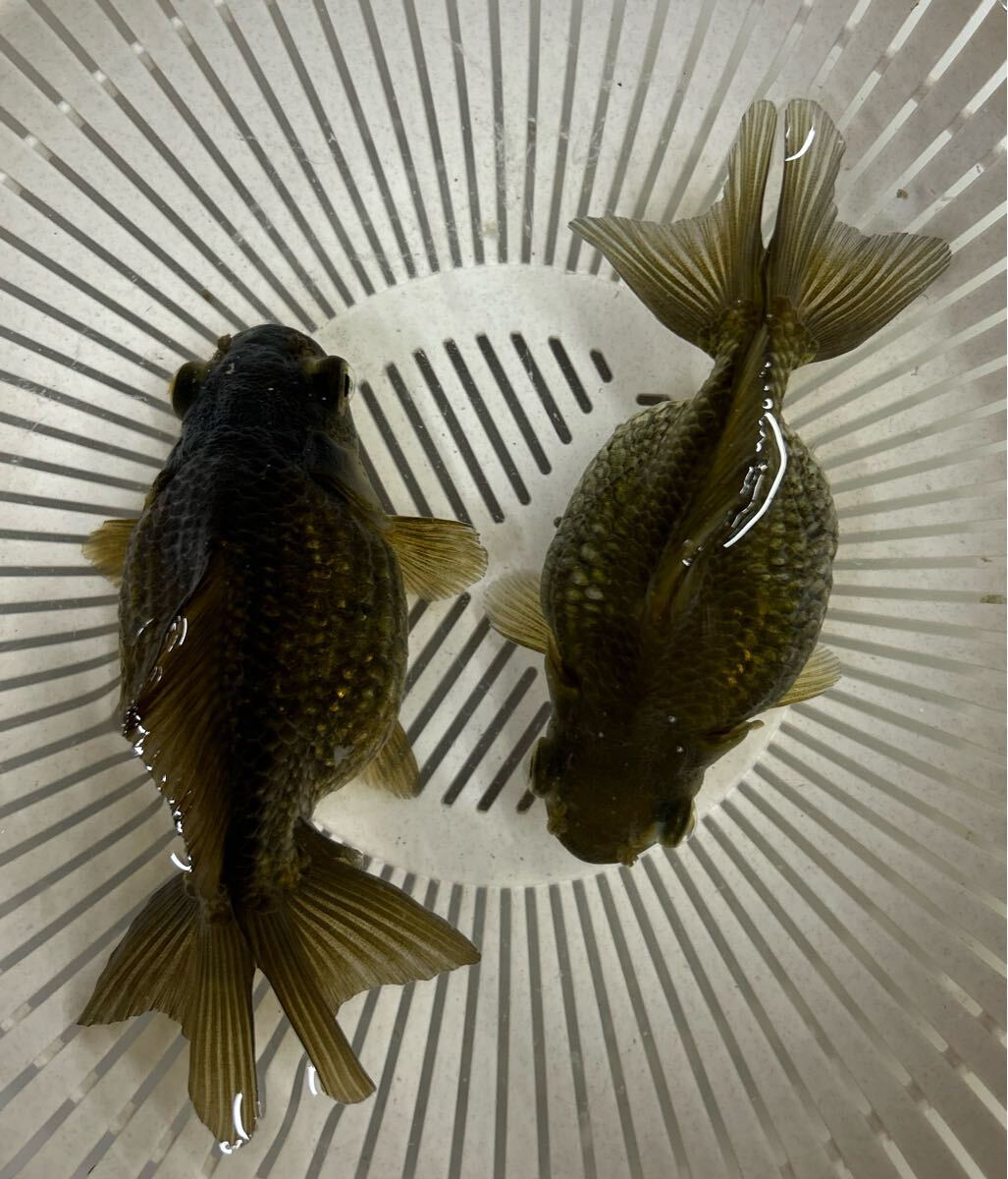 【2匹】良質ブラックピンポンパール☆仲良しセット☆中国産潘氏金魚☆とても人懐こく愛くるしい子です拍卖