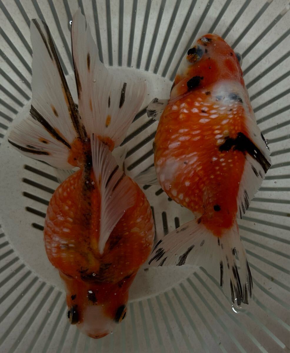 【2匹】良質トリカラーピンポンパール☆仲良しセット☆中国産潘氏金魚☆とても人懐こく愛くるしい子です拍卖