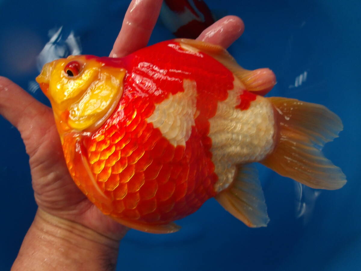 玉サバ11T-1 19.5cmくらい 2023年産 雌 中村養魚場産拍卖