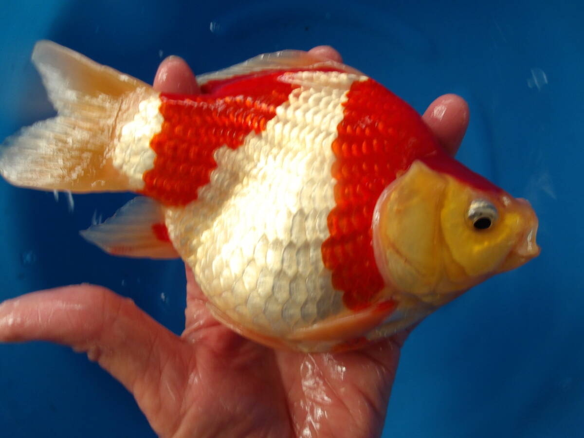 玉サバ11T-2 18cmくらい 2023年産 雌の可能性大 中村養魚場産拍卖