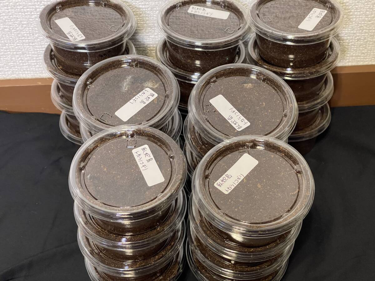 【レア産地】臥蛇島産 トカラノコギリクワガタ 2令幼虫 4匹セット拍卖