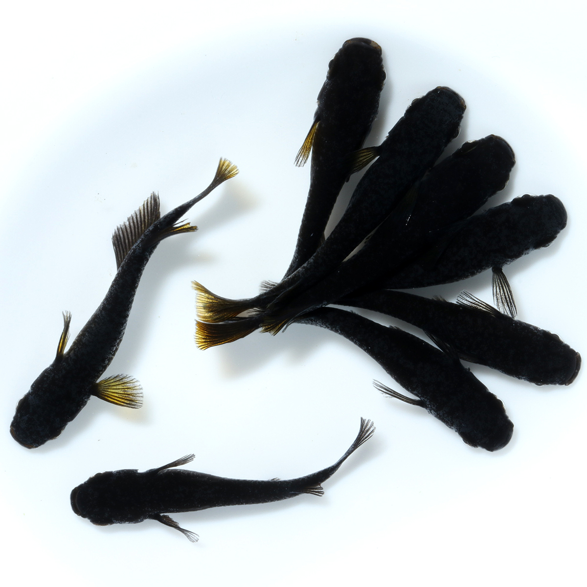 黒蜂 4ペア 103104☆ めだか・メダカ【日本改良めだか研究所】拍卖