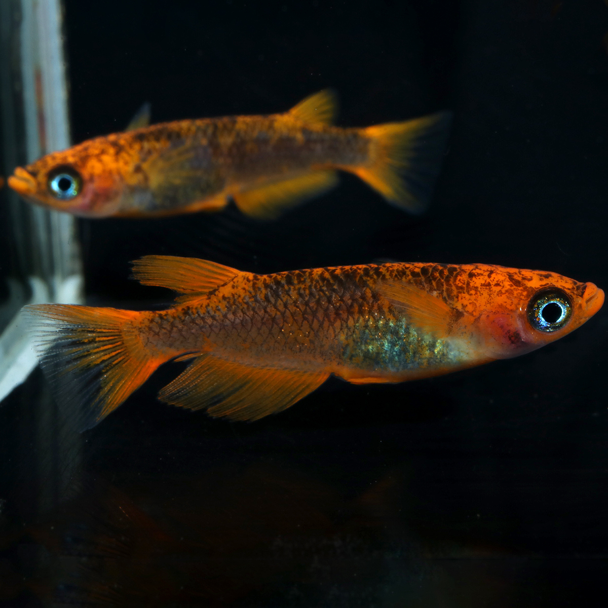 59-GOKU-普通体型 2ペア 103106☆ めだか・メダカ【日本改良めだか研究所】拍卖