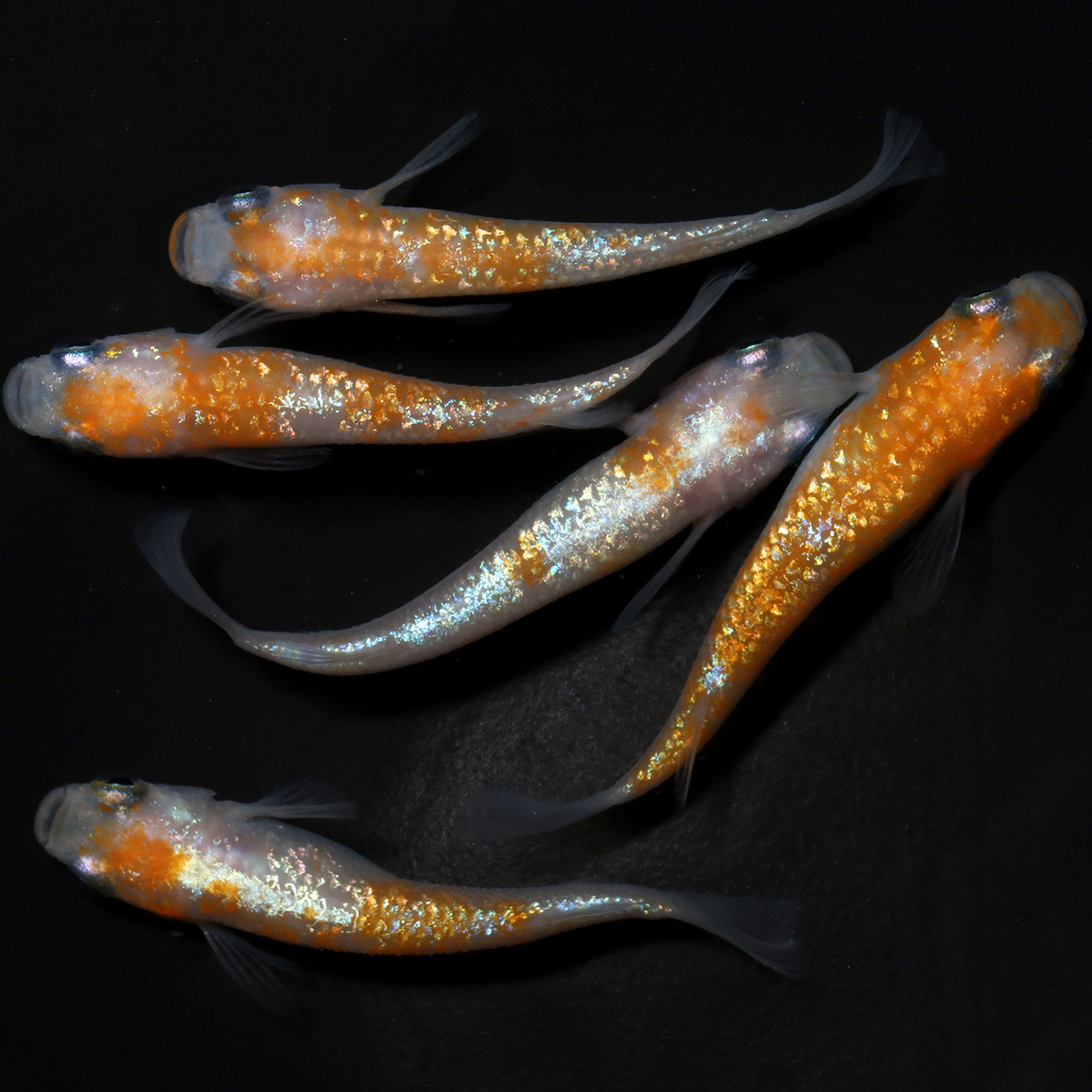 王華 2ペア+メス1匹 101718☆ めだか・メダカ【日本改良めだか研究所】拍卖