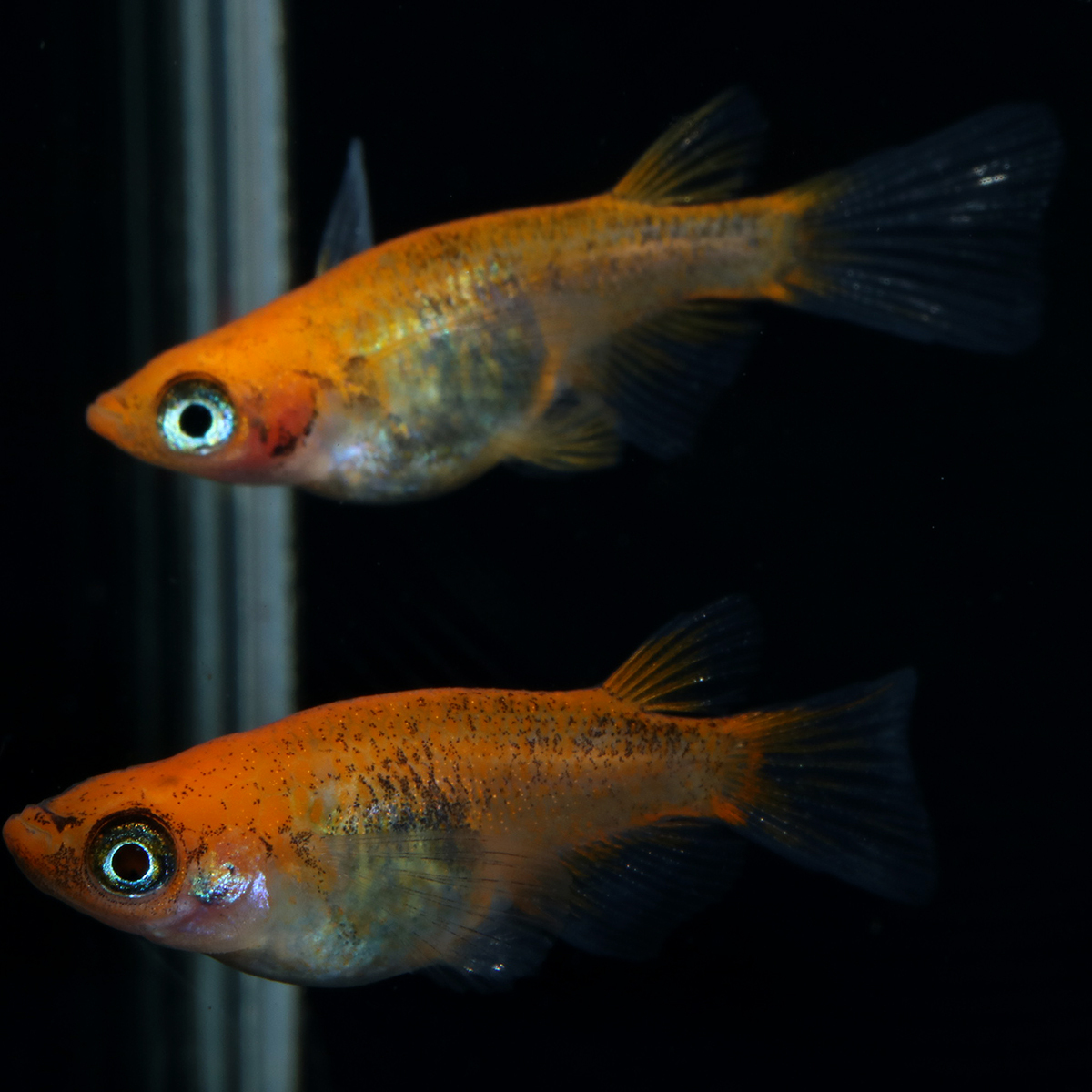 煌part1RLFダルマ 1ペア+メス1匹 103105☆ めだか・メダカ【日本改良めだか研究所】拍卖