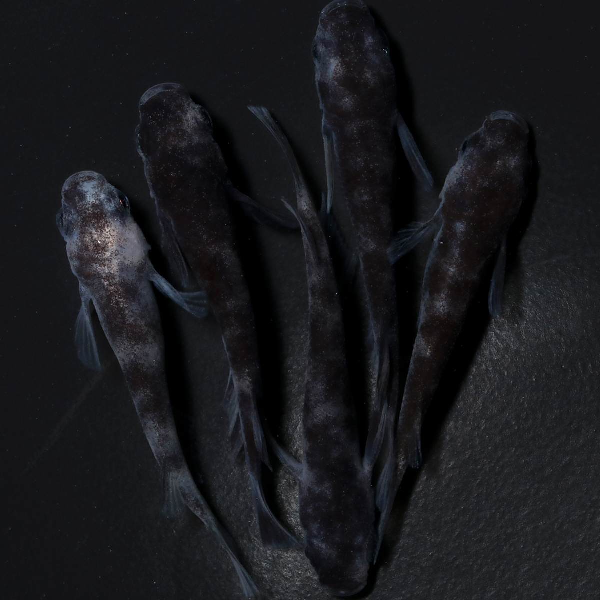 和墨 2ペア+オス1匹 102104☆ めだか・メダカ【日本改良めだか研究所】拍卖