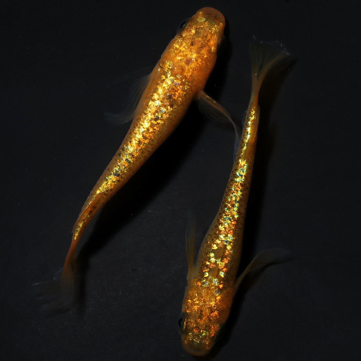 サンシャイン鰭長 1ペア 110415☆ めだか・メダカ【日本改良めだか研究所】拍卖