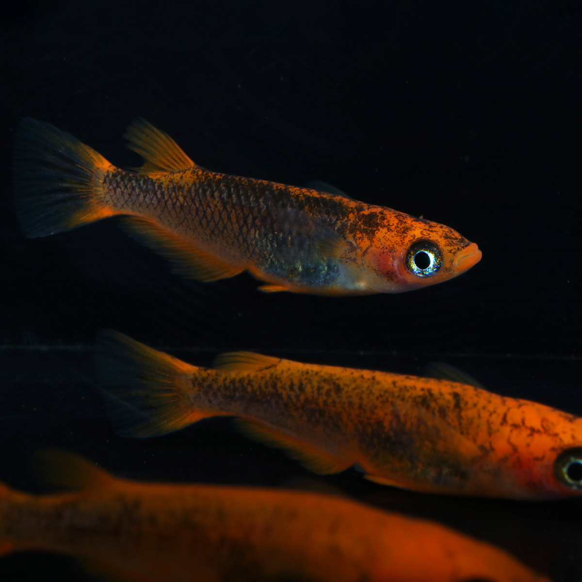 59-GOKU-普通体型 2ペア+オス1匹 110403☆ めだか・メダカ【日本改良めだか研究所】拍卖