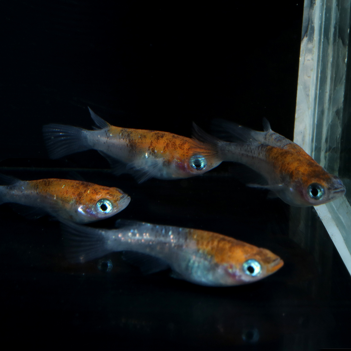 三色ダルマ 2ペア+メス1匹 110408☆ めだか・メダカ【日本改良めだか研究所】拍卖