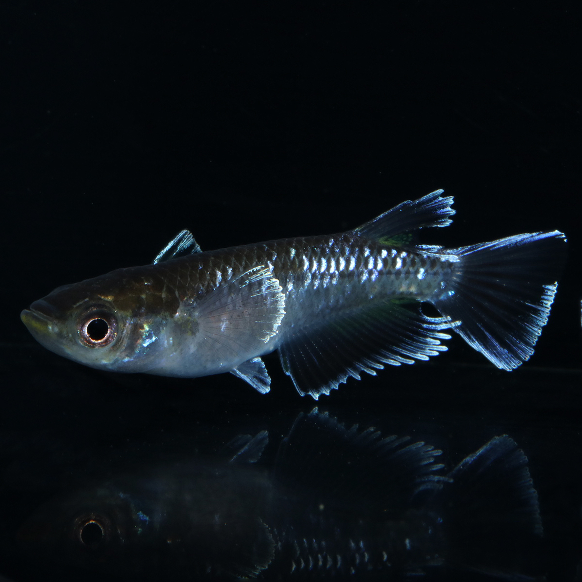 ミッドナイトフリル体外光イエロー 2ペア 110406☆ めだか・メダカ【日本改良めだか研究所】拍卖