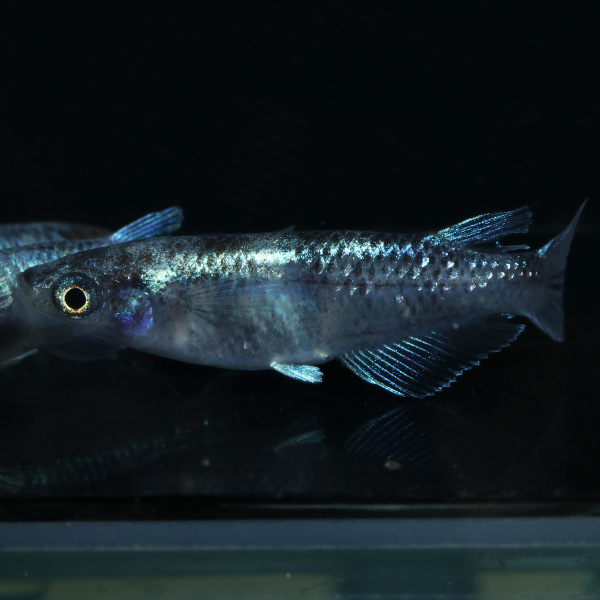 花魁Advance 2ペア 110409☆ めだか・メダカ【日本改良めだか研究所】拍卖