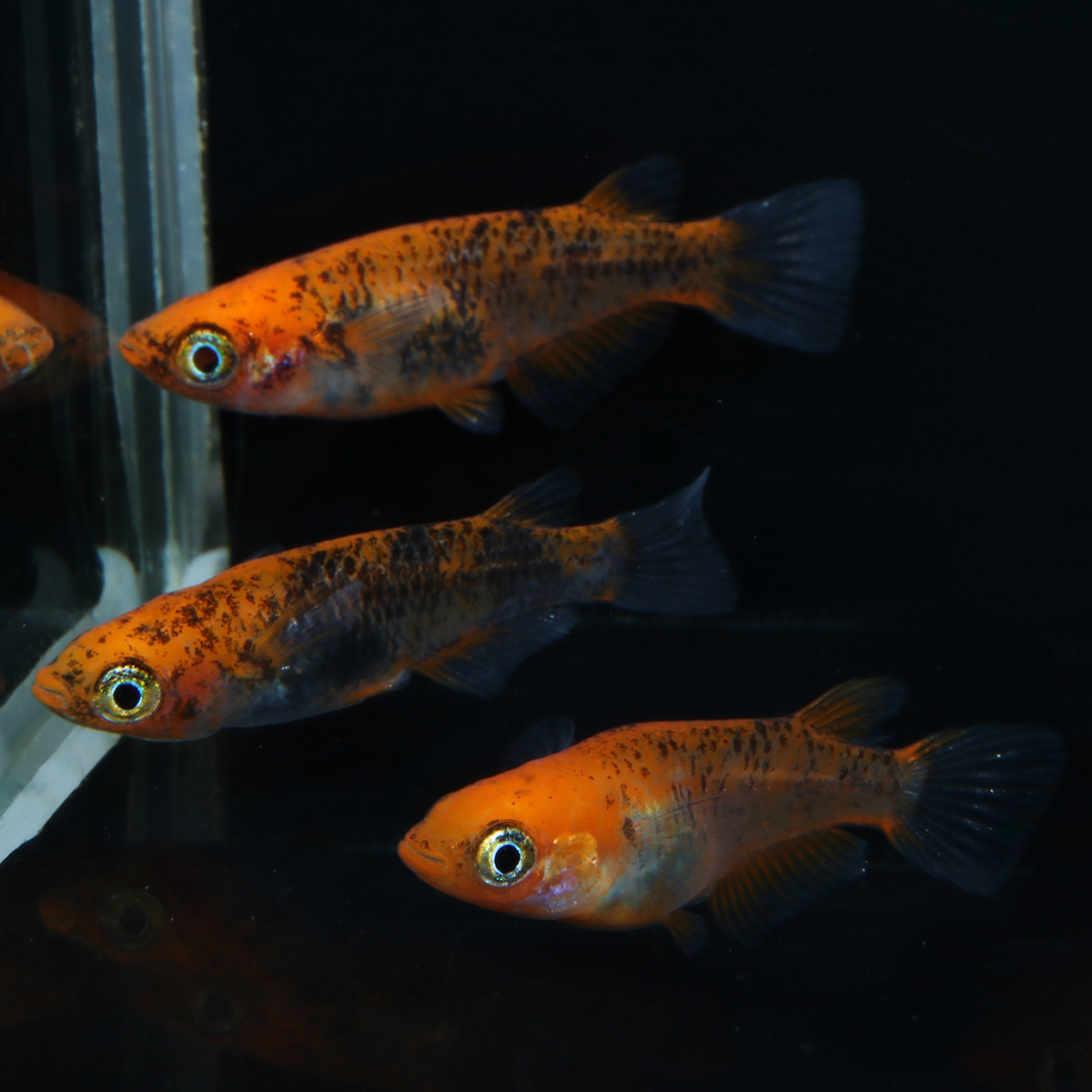 来光ダルマ 2ペア+メス1匹 110410☆ めだか・メダカ【日本改良めだか研究所】拍卖