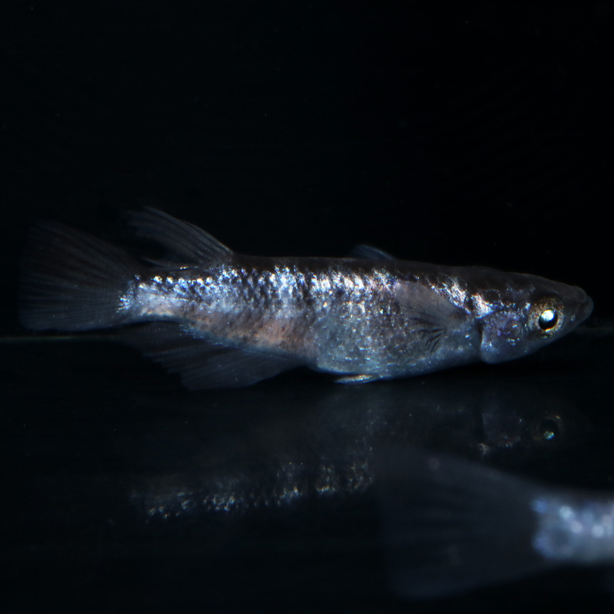 和墨白銀 2ペア+メス1匹 110404☆ めだか・メダカ【日本改良めだか研究所】拍卖