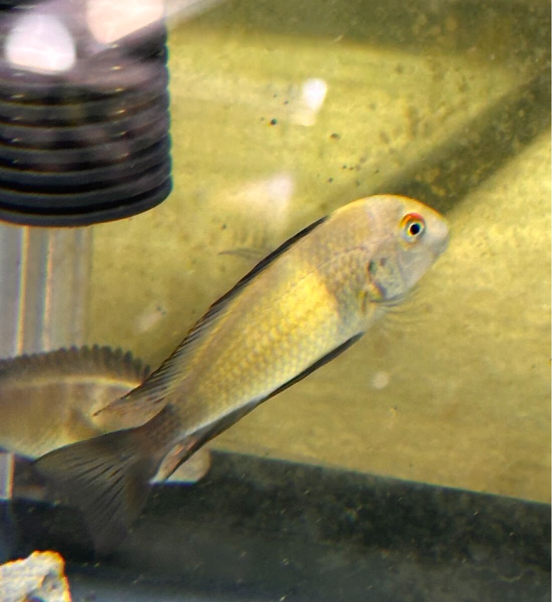 ラスト 超激レア美個体 トロフェウス・モーリー イコラ 2匹セット拍卖