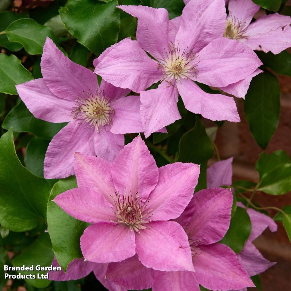 2025NEW!! クレマチス苗 『ブリッジウォーター』 桃 10.5㎝ポット つるが短いタイプ 約1.2m 落葉状態拍卖