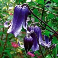 クレマチス1年生苗 『篭口』 10.5センチポット ロウグチ拍卖