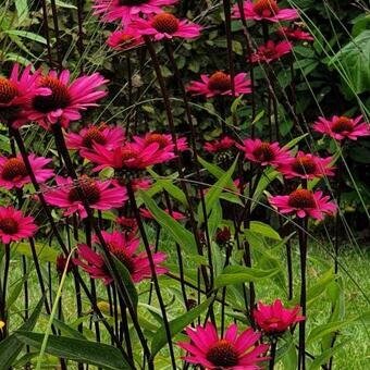 エキナセア苗 『JS ステイレット』 10.5cmポット 耐寒性多年草拍卖