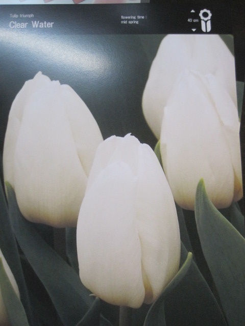 チューリップの球根 『白』 1球 拍卖