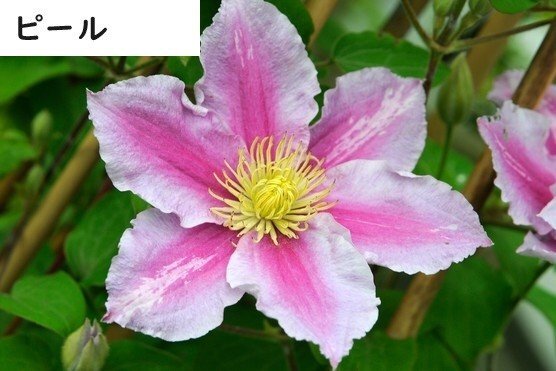 クレマチス苗 『ピール』 3.5号ポットジャックマニー系 TK sk拍卖