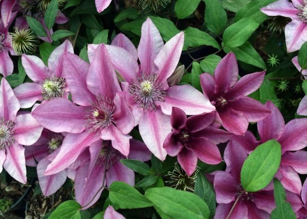 クレマチス1年生苗 『ダーシー』 9㎝深ポット 落葉状態拍卖