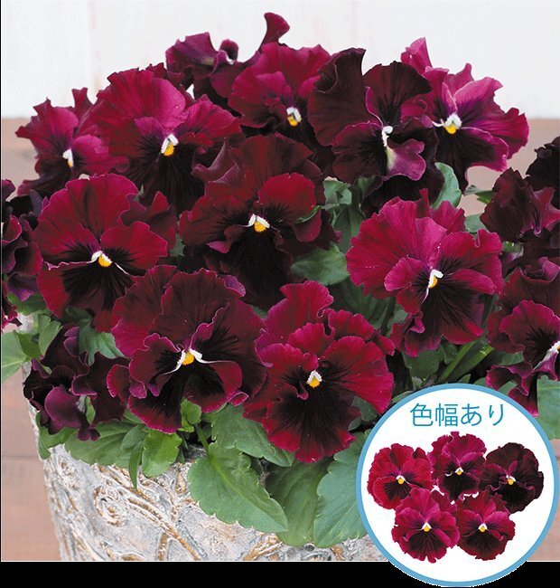 フリルのパンジー苗 絵になるスミレ『ヴィーノ』 10.5㎝ポット拍卖