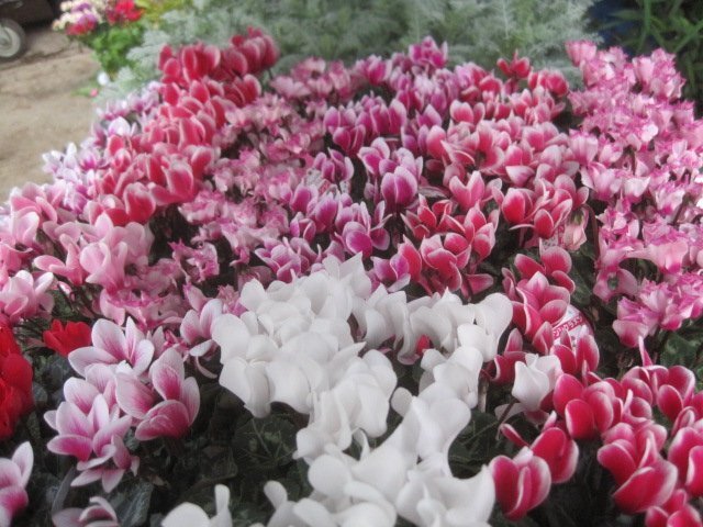 ガーデンシクラメン 花色おまかせ3個セット 3-3.5号ポット拍卖