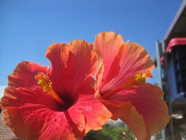 ハイビスカス 『ミセス アキ』 5号鉢 赤オレンジ色系 熱帯花木 sk拍卖