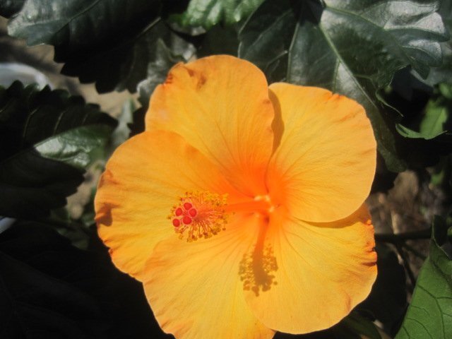 ハイビスカス 『カロライナブリーズ』 5号鉢 (クリアオレンジ) 熱帯花木拍卖