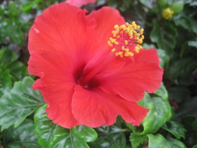 ハイビスカス 『サマーレッド』 3.5号ポット 熱帯花木 H-ss拍卖