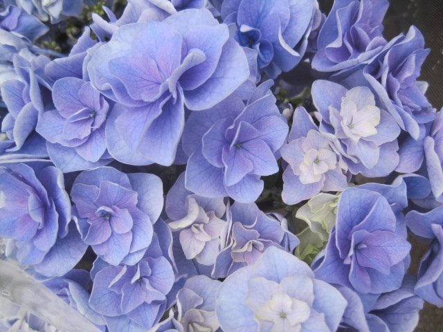 アジサイ苗 『雷王』 青 3.5号ポット 紫陽花 ss拍卖