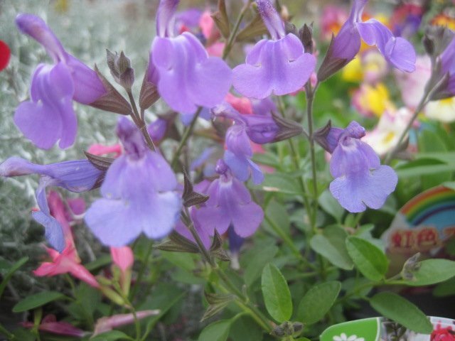 背の低いチェリーセージ苗 『タナマイ ブルー』 9センチポット 耐寒性宿根草 宿根サルビア拍卖