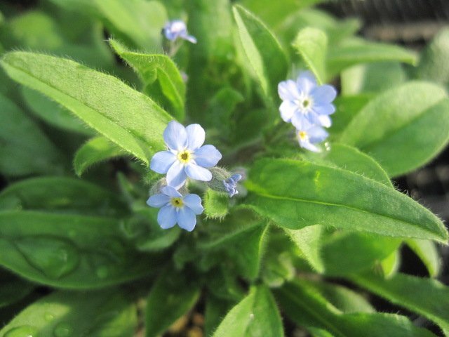 ワスレナグサ苗 モナミブルー 秋から咲き始める品種 9センチポット ミオソチス拍卖