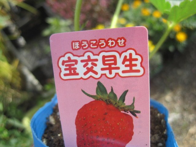 いちご苗 『宝幸早生』 3号ポット苗 sk拍卖