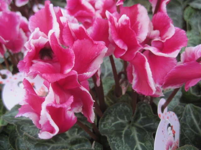 シクラメン 『アバニコ』マゼンタ 4号鉢 拍卖