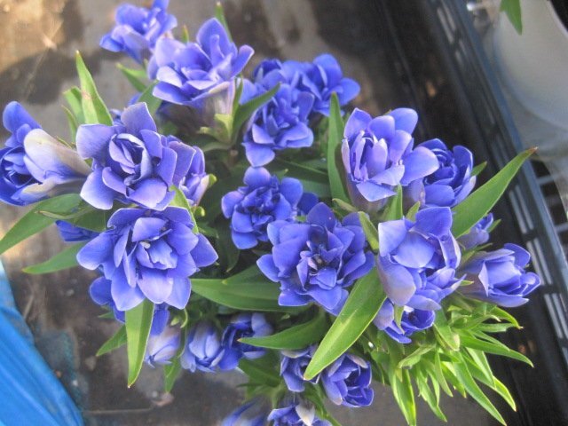 わけあり 八重咲リンドウ 『蒼孔雀』 開花株 3号ポット 葉にいたみあり 耐寒性宿根草 山野草 竜胆 あおくじゃく拍卖