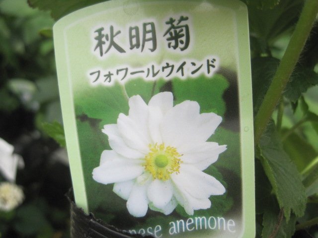 秋明菊 『フォールウィンド』 10.5㎝ポット 白 シュウメイギク ジャパニーズアネモネ拍卖