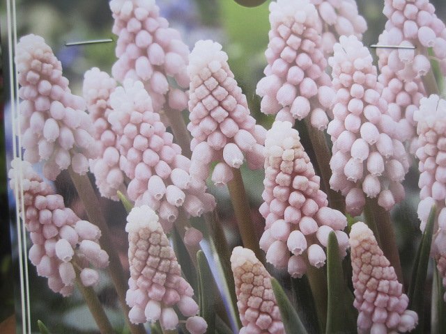 ムスカリの球根 『ピンクサンライズ』 3球セット sk拍卖